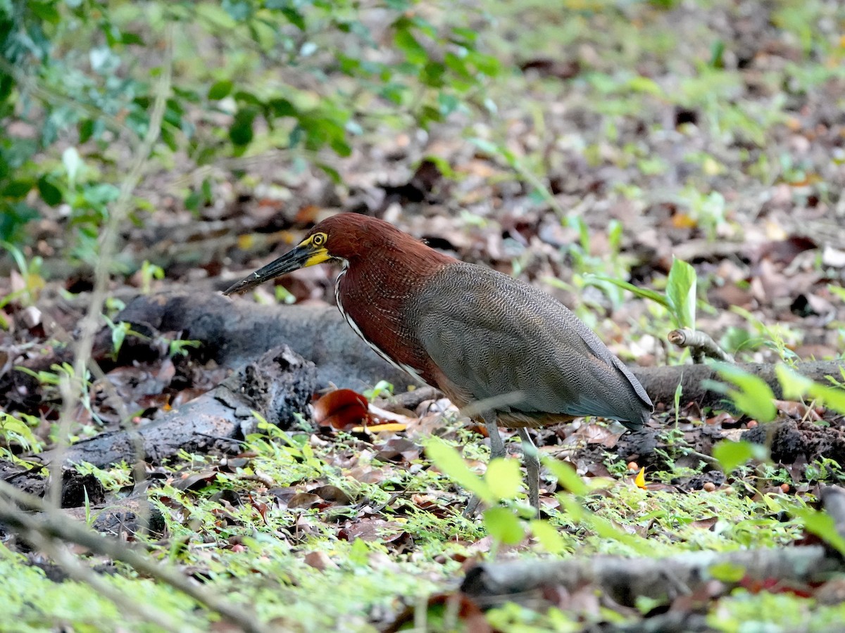 Rufescent Tiger-Heron - ML620608046