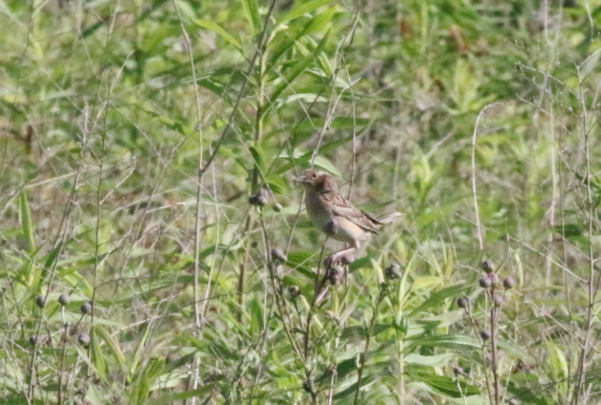 Grasshopper Sparrow - ML620608052