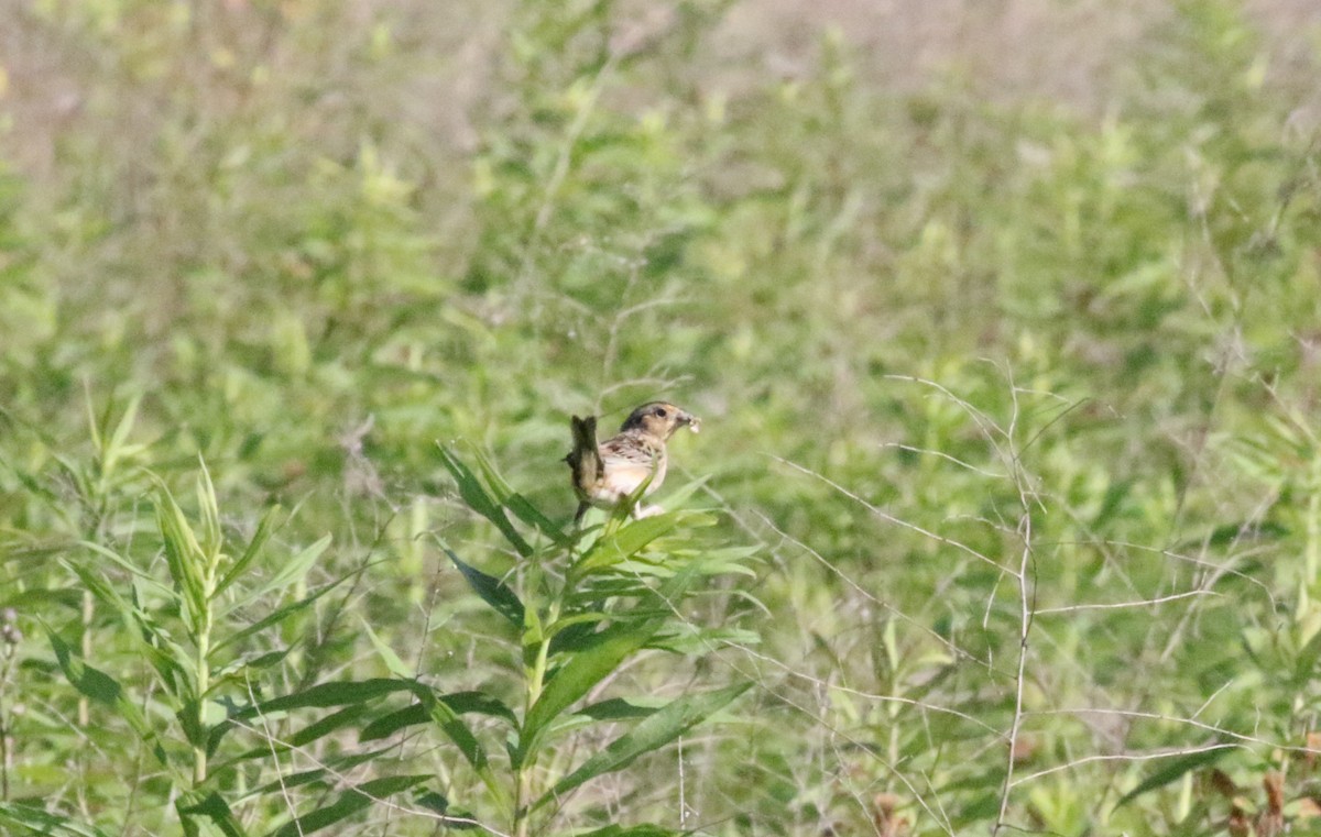 Grasshopper Sparrow - ML620608053