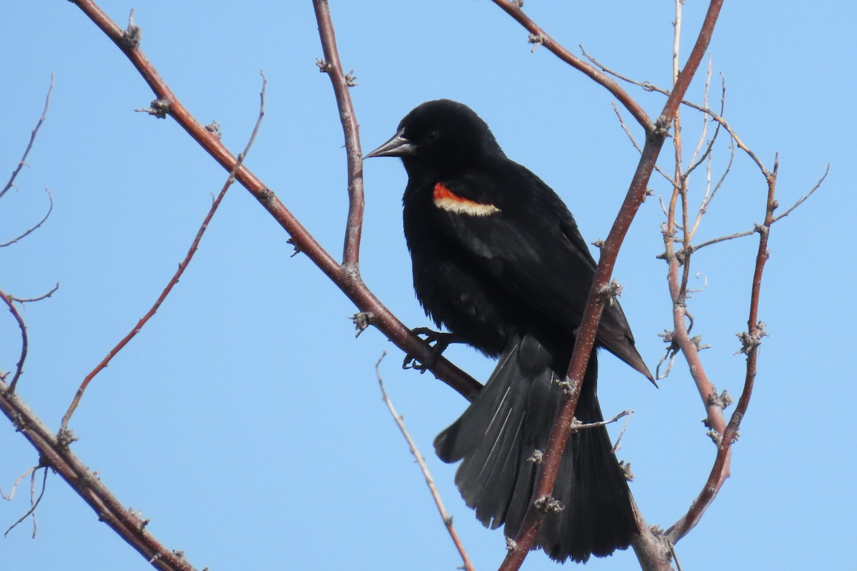 Red-winged Blackbird - ML620608055