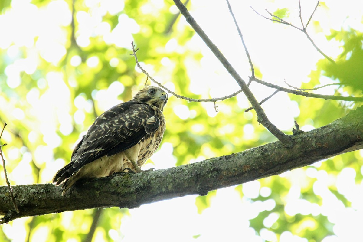 Red-shouldered Hawk - David Cross