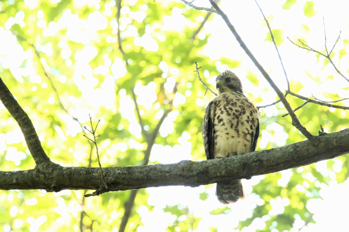 Red-shouldered Hawk - ML620608057