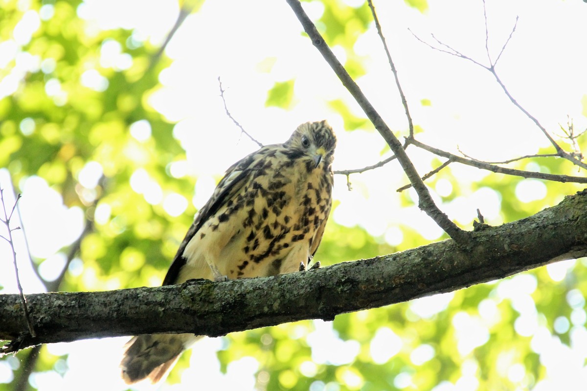 Red-shouldered Hawk - ML620608059