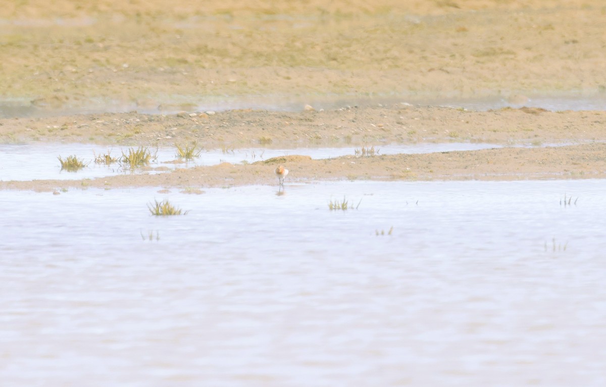 rødstrupesnipe - ML620608060