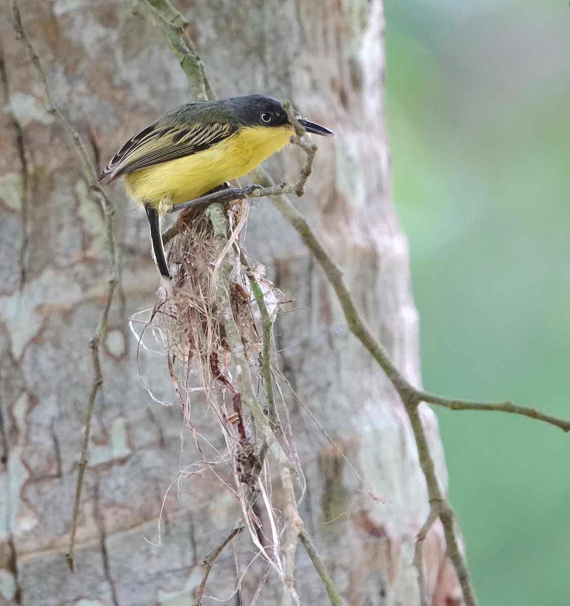 Common Tody-Flycatcher - ML620608061