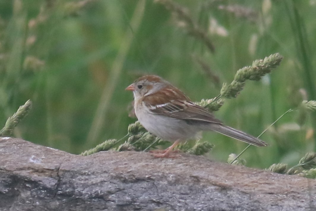 Field Sparrow - ML620608071