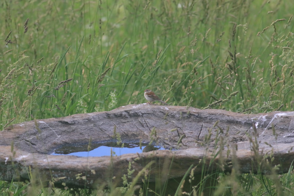 Field Sparrow - ML620608072