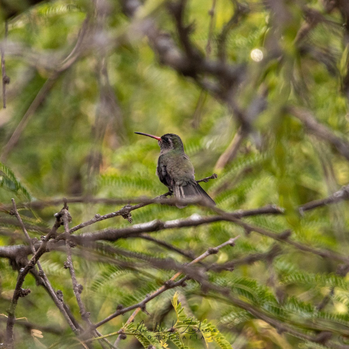 Colibrí Prieto - ML620608073