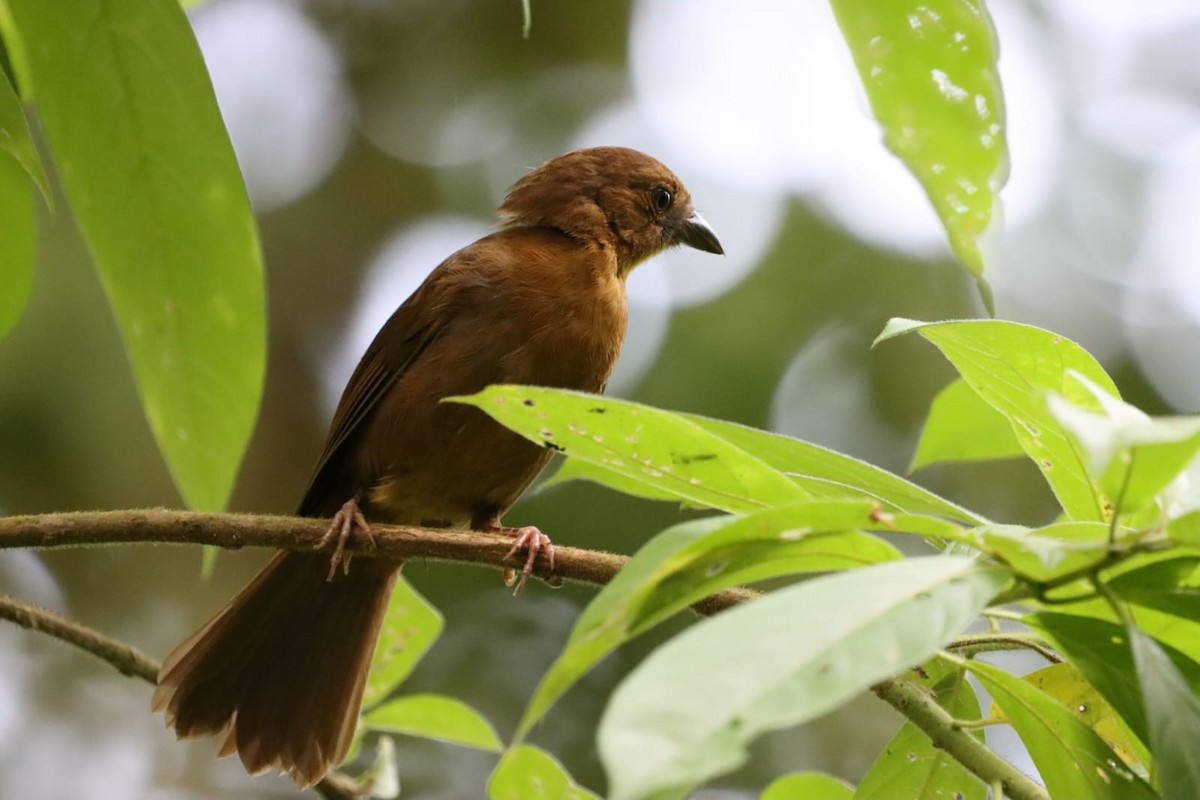 Red-throated Ant-Tanager - ML620608078