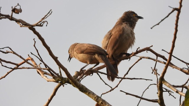 Brown Babbler - ML620608082