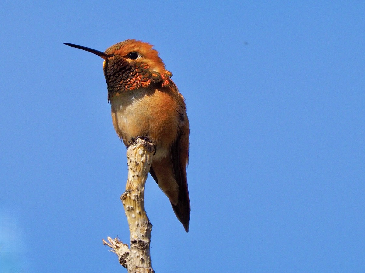 Rufous Hummingbird - ML620608086