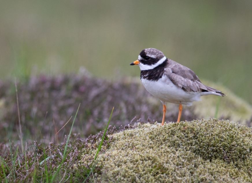 Common Ringed Plover - Wei TAN