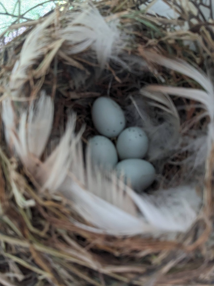 House Finch - ML620608096