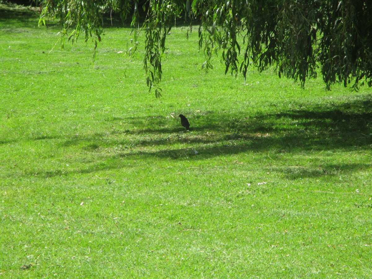 Eurasian Blackbird - ML620608103