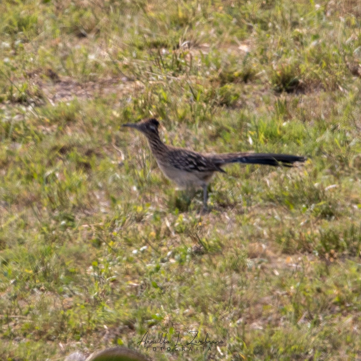 Lesser Roadrunner - Arnulfo López