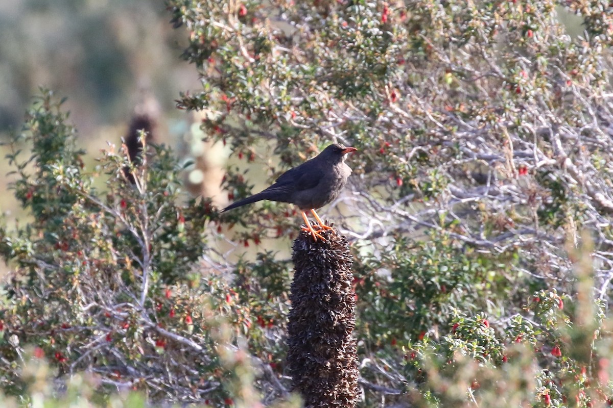 Great Thrush - ML620608105