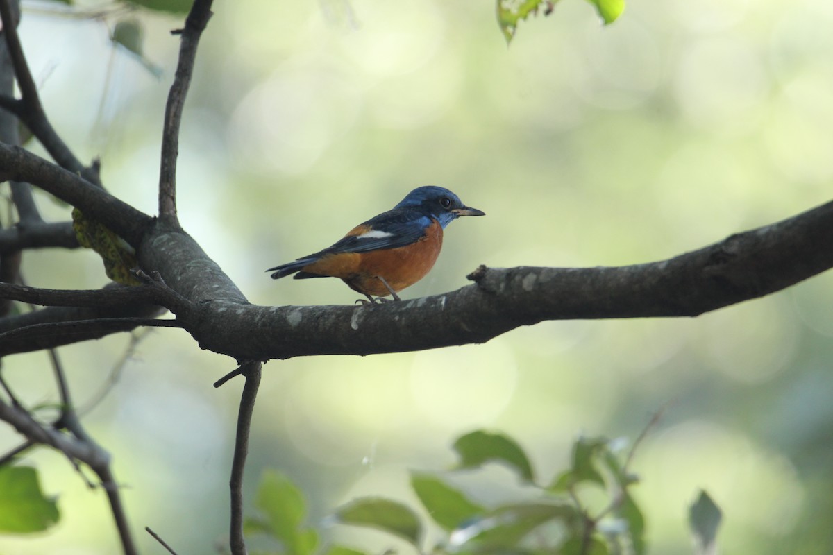 Blue-capped Rock-Thrush - ML620608106