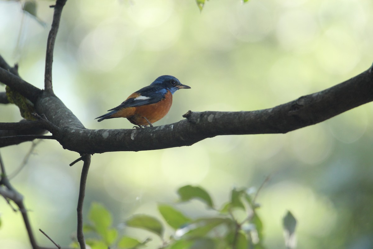 Blue-capped Rock-Thrush - ML620608107