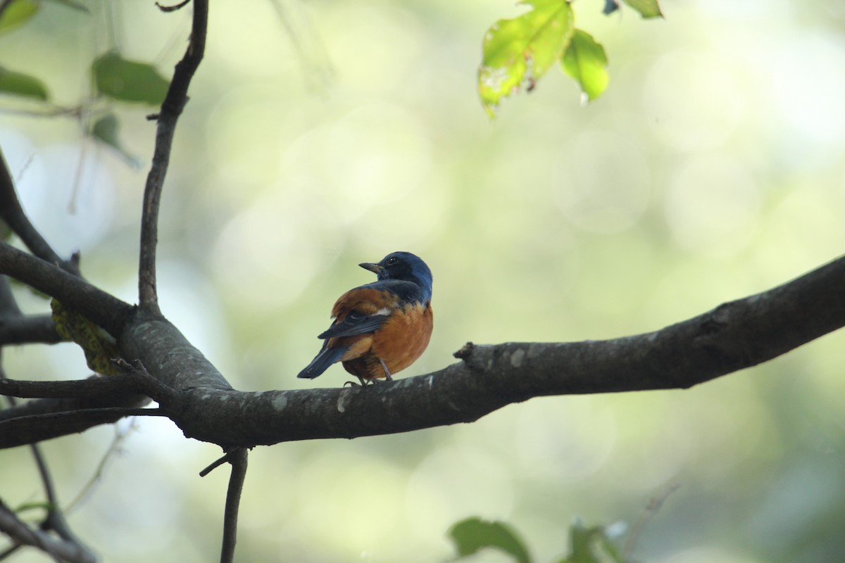 Blue-capped Rock-Thrush - ML620608108