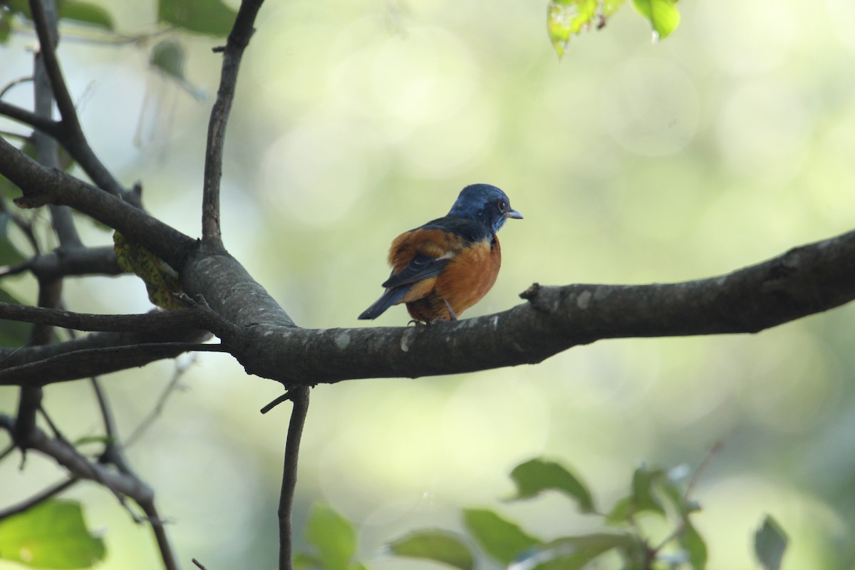 Blue-capped Rock-Thrush - ML620608109