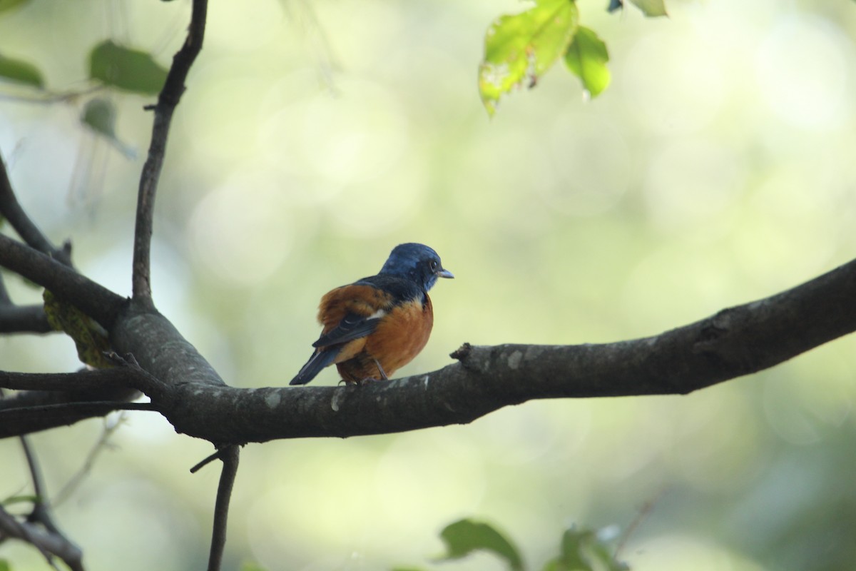 Blue-capped Rock-Thrush - ML620608110