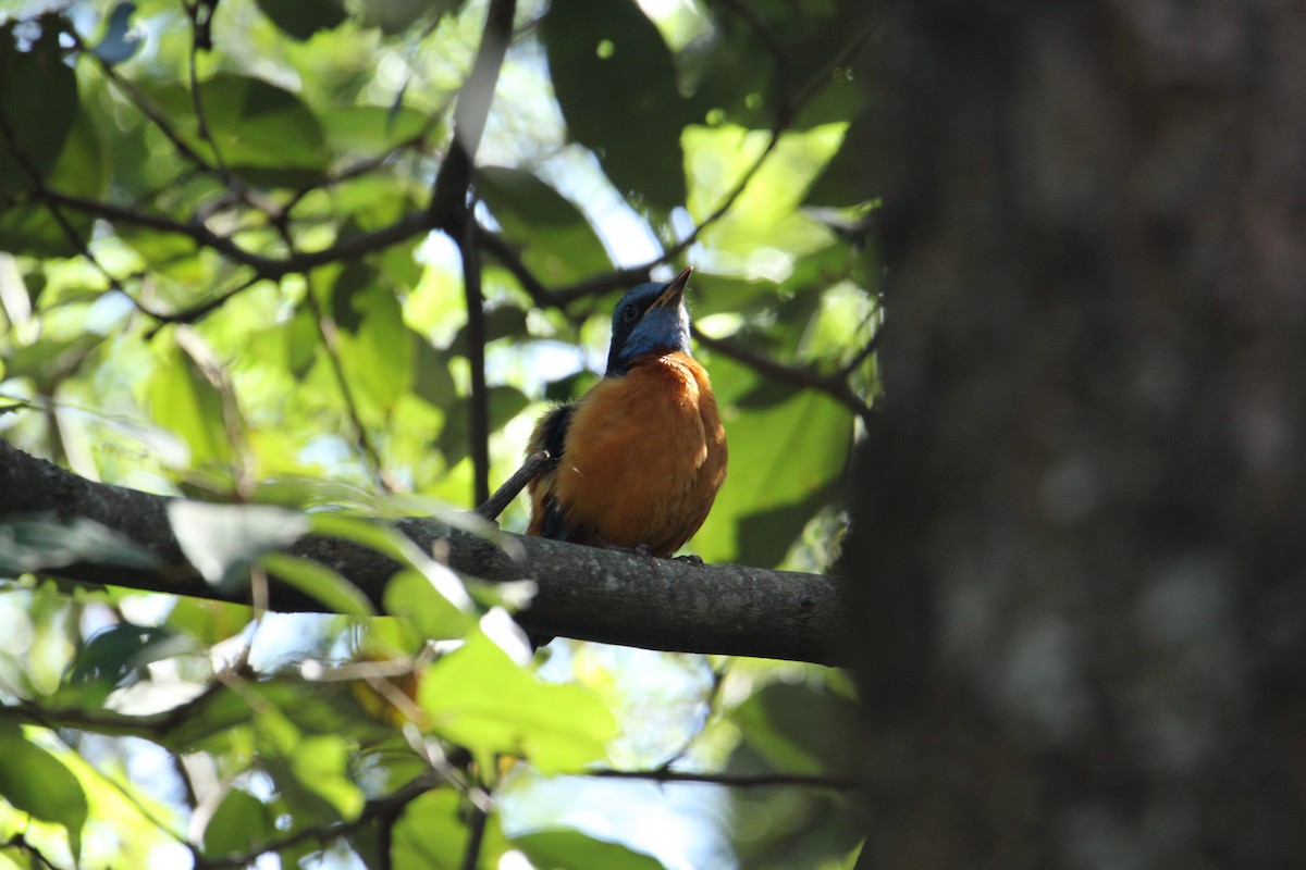 Blue-capped Rock-Thrush - ML620608113