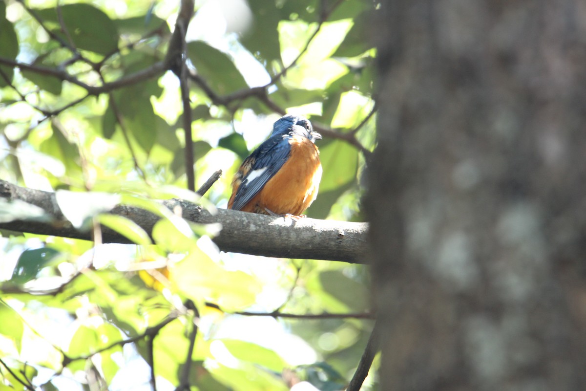 Blue-capped Rock-Thrush - ML620608114