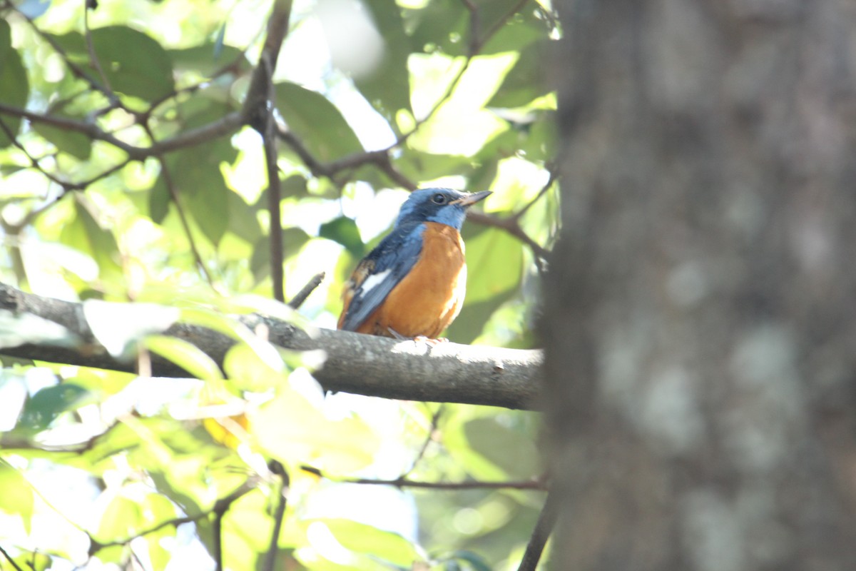 Blue-capped Rock-Thrush - ML620608115