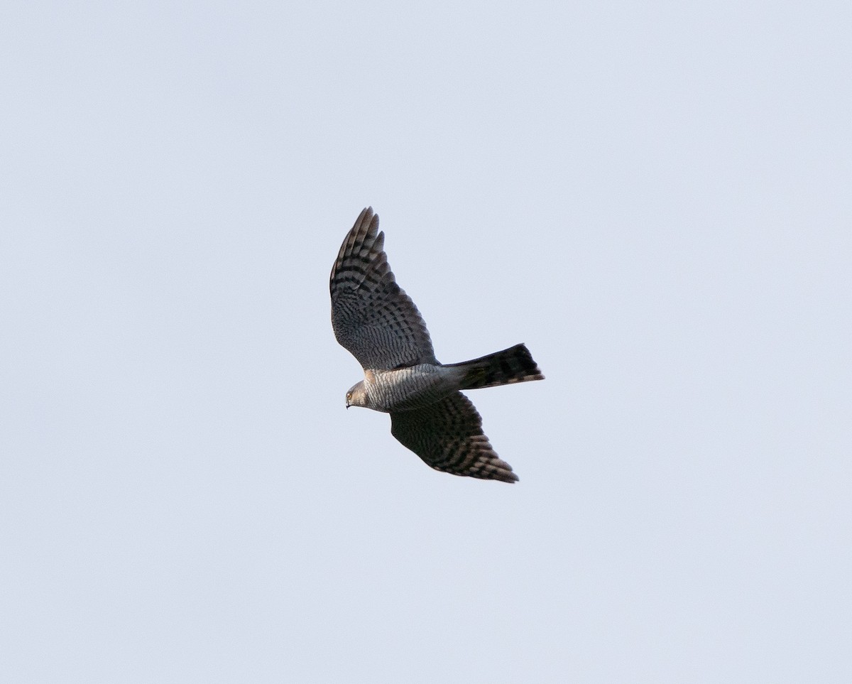 Eurasian Sparrowhawk - ML620608117