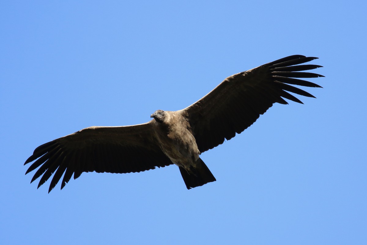 Condor des Andes - ML620608118