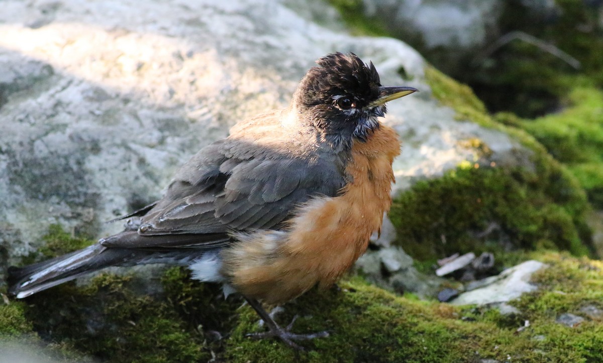 American Robin - ML620608119