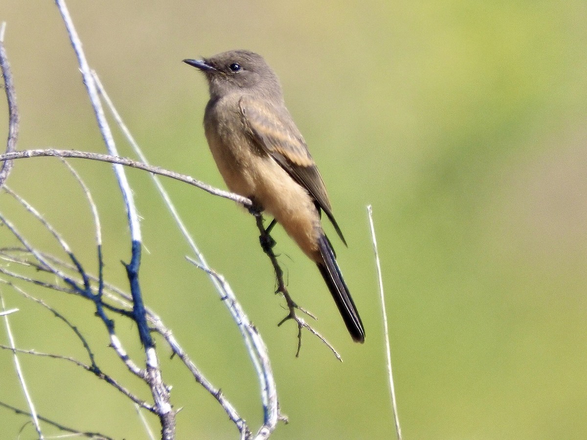 Say's Phoebe - ML620608120