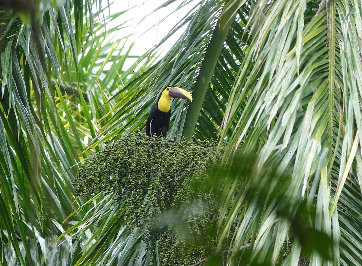 Yellow-throated Toucan - ML620608121