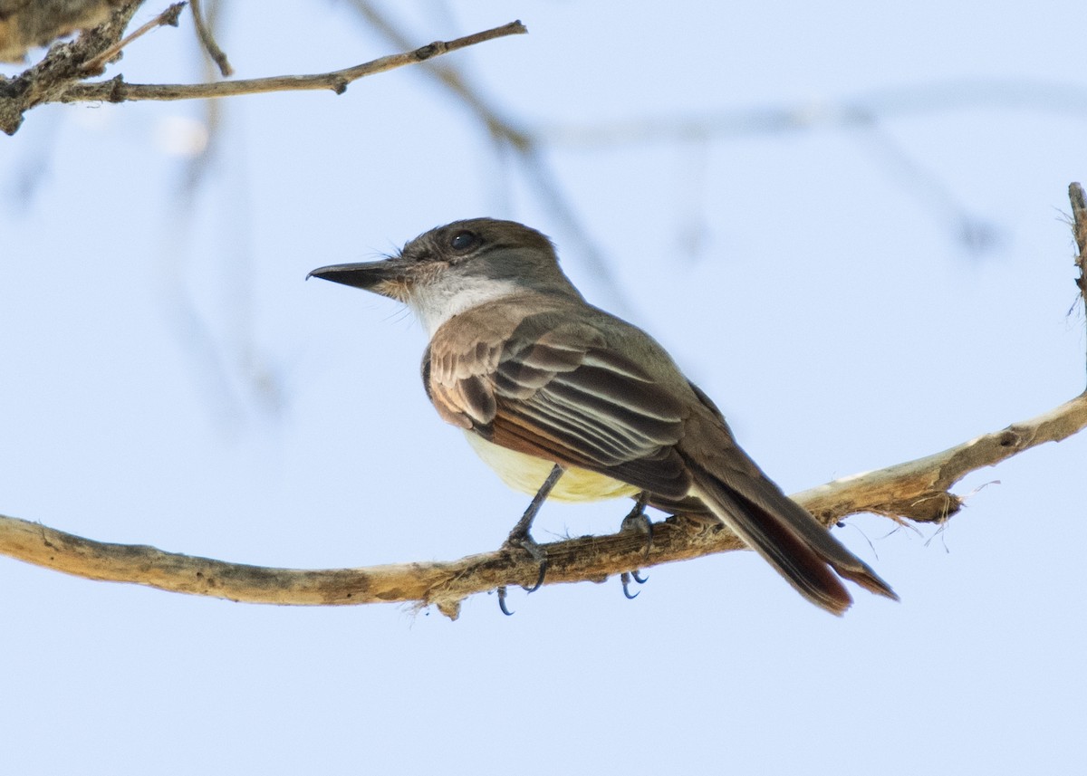 Brown-crested Flycatcher - ML620608123