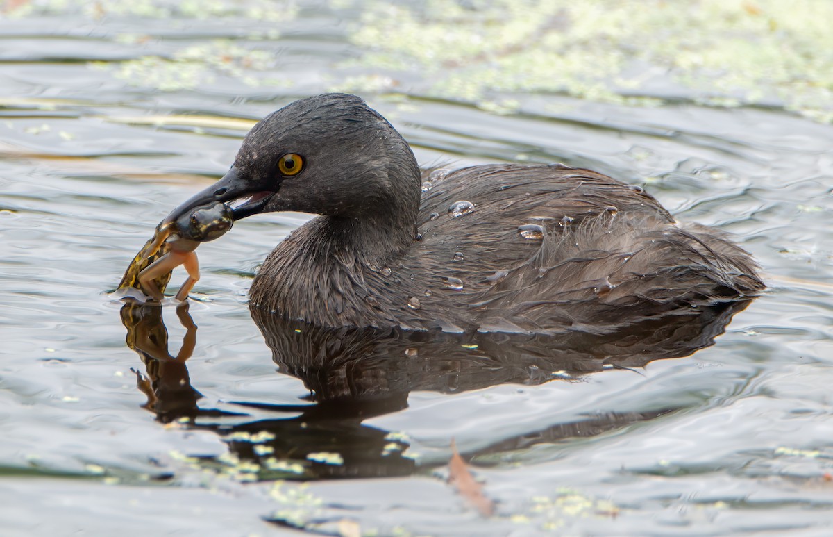 Least Grebe - ML620608125