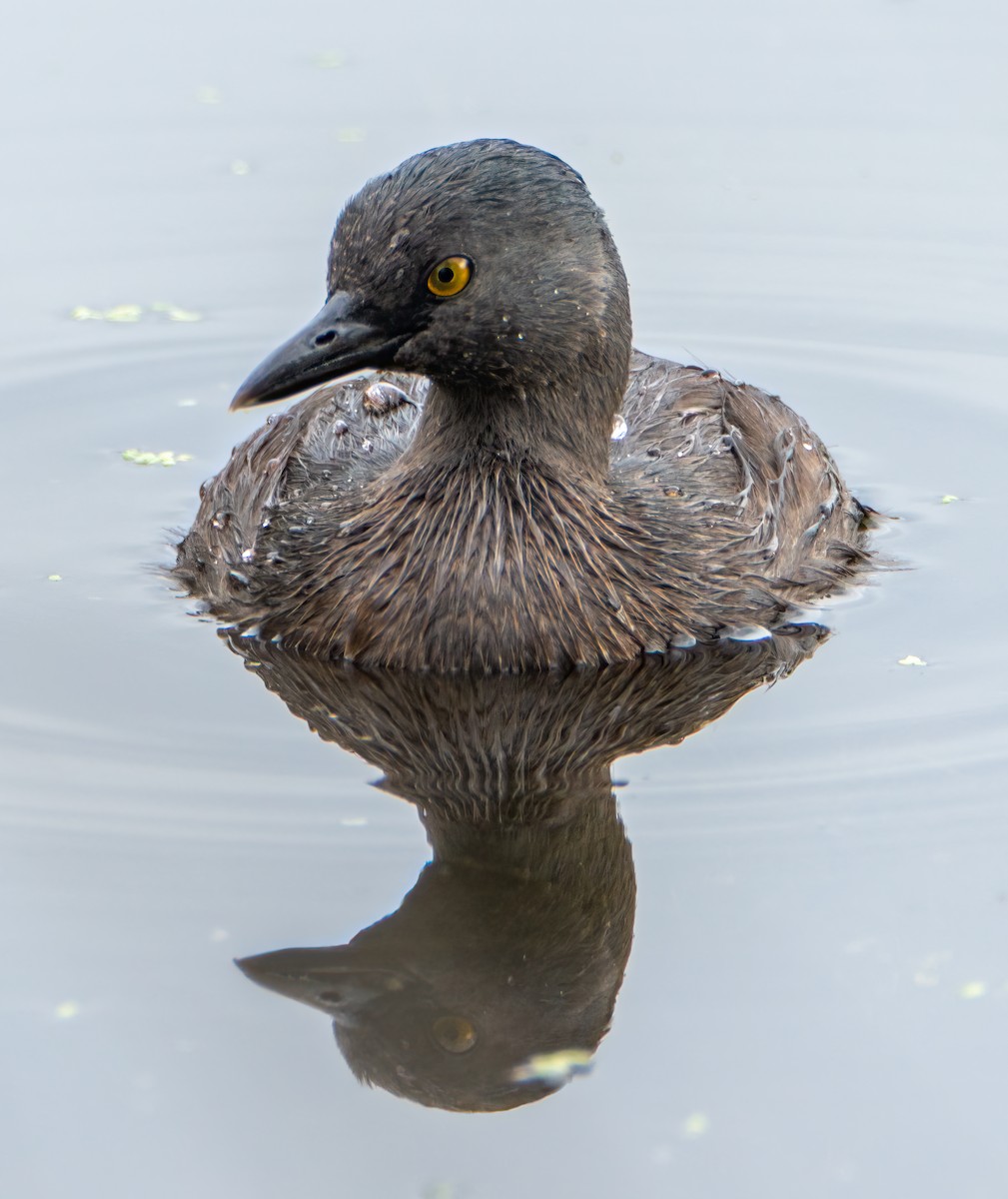 Least Grebe - ML620608126