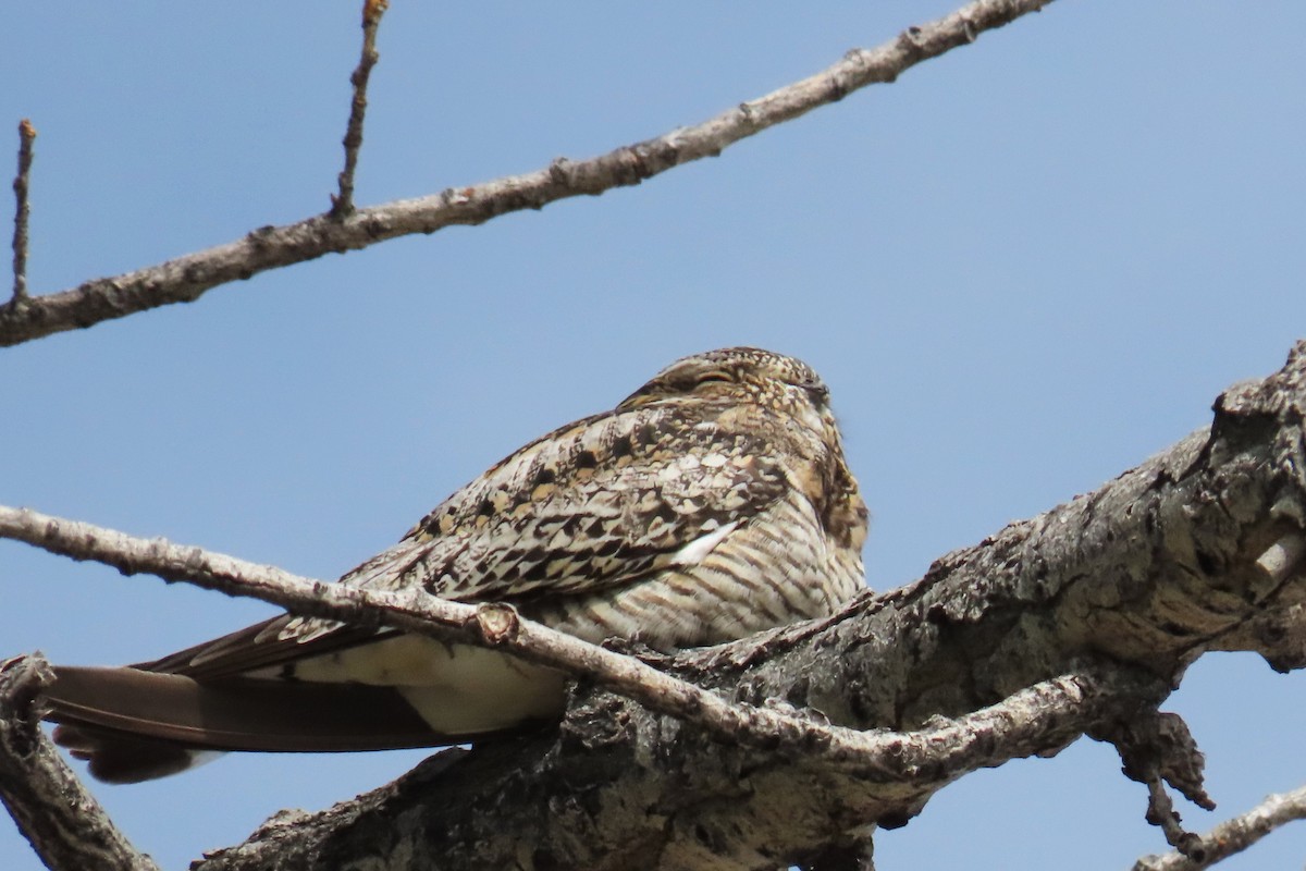 Common Nighthawk - ML620608129