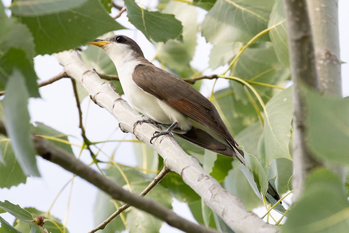 Yellow-billed Cuckoo - ML620608131