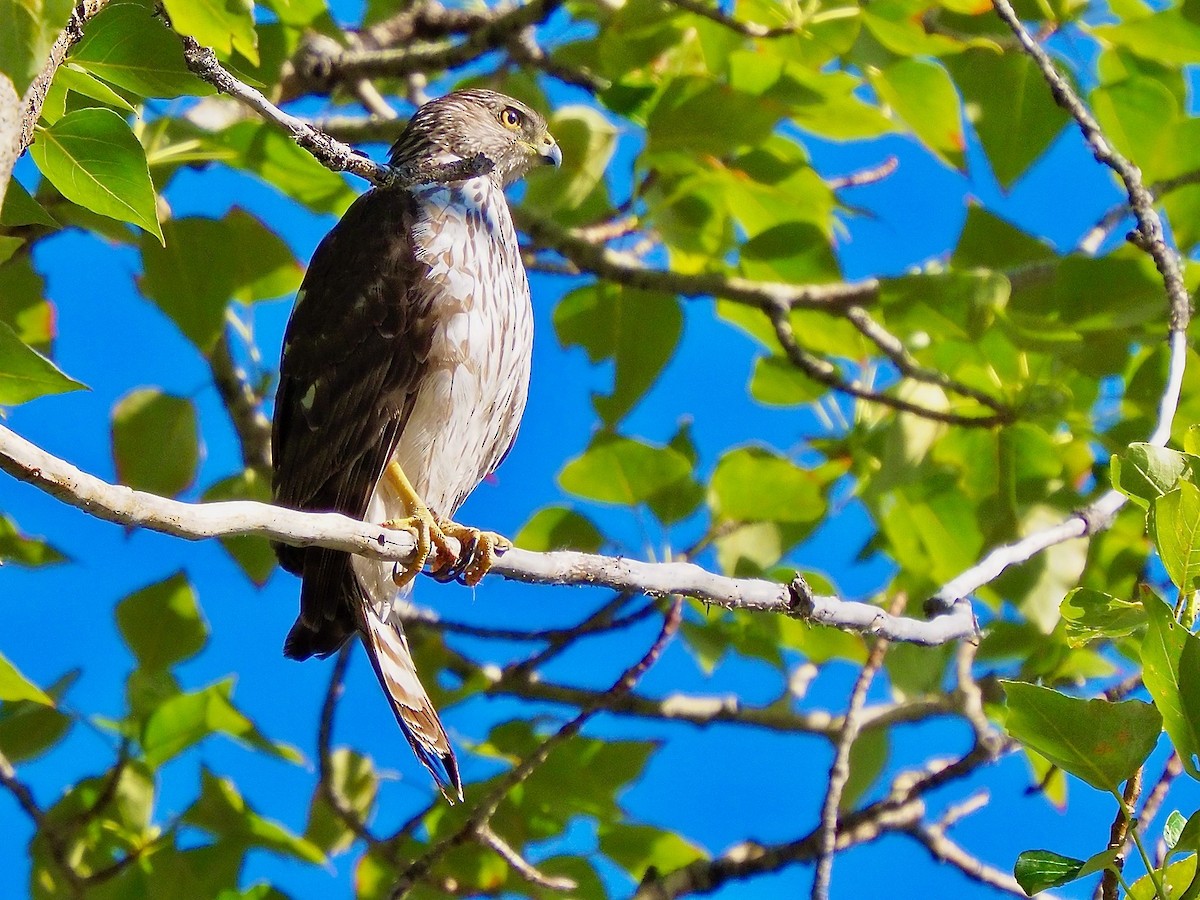 Cooper's Hawk - ML620608132