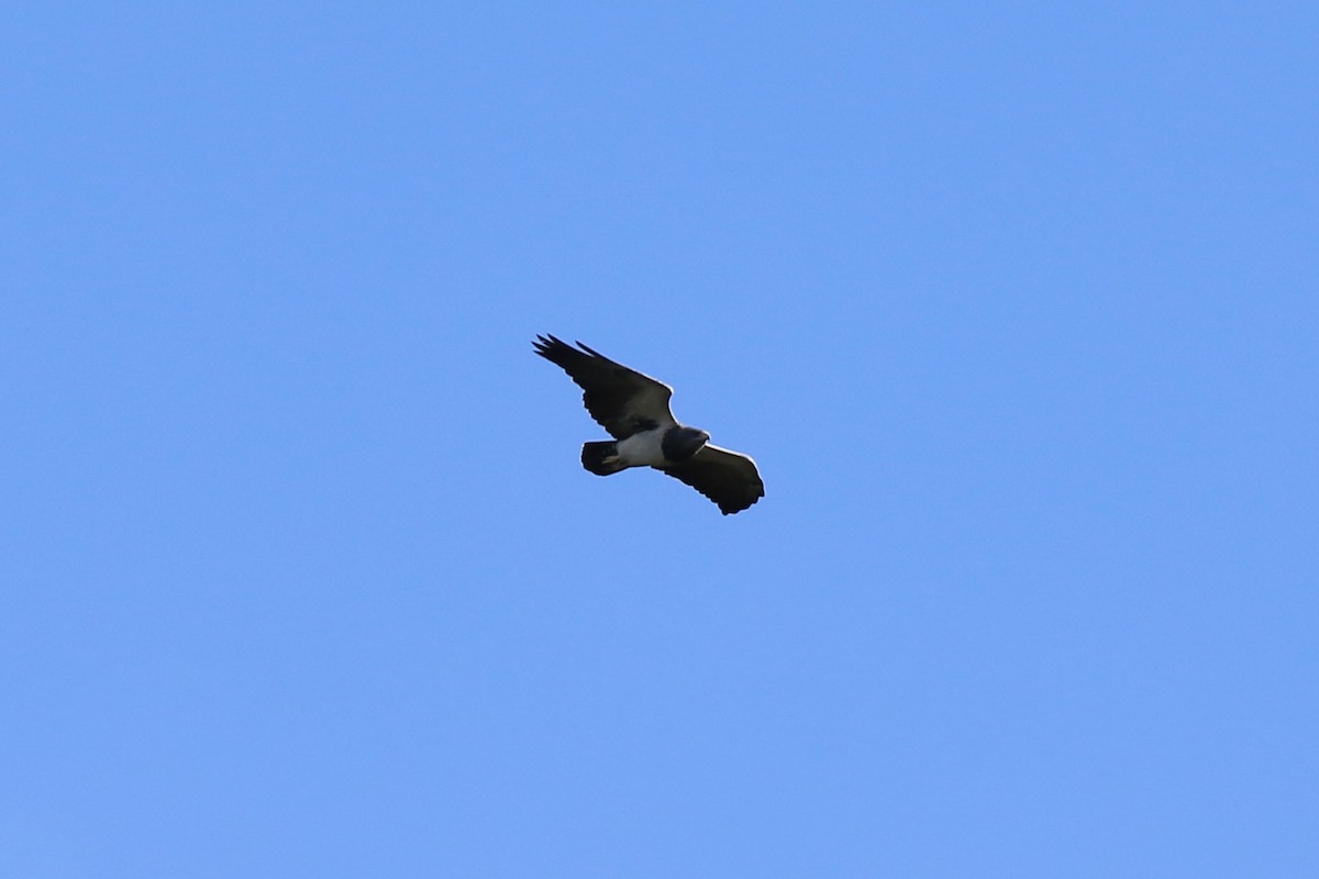 Black-chested Buzzard-Eagle - ML620608135