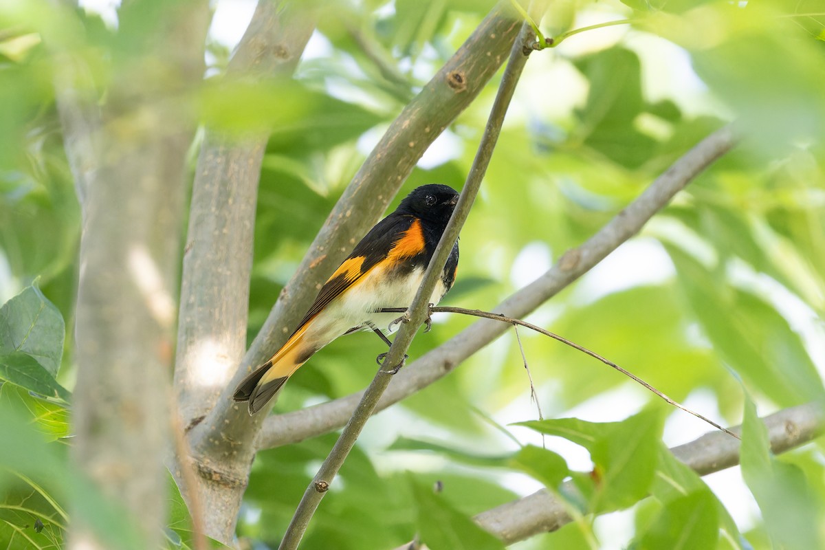 American Redstart - ML620608136