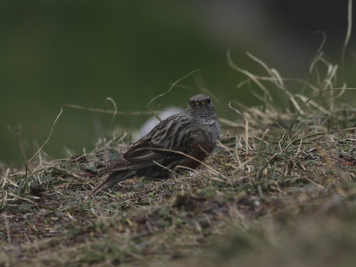 Alpine Accentor - ML620608137