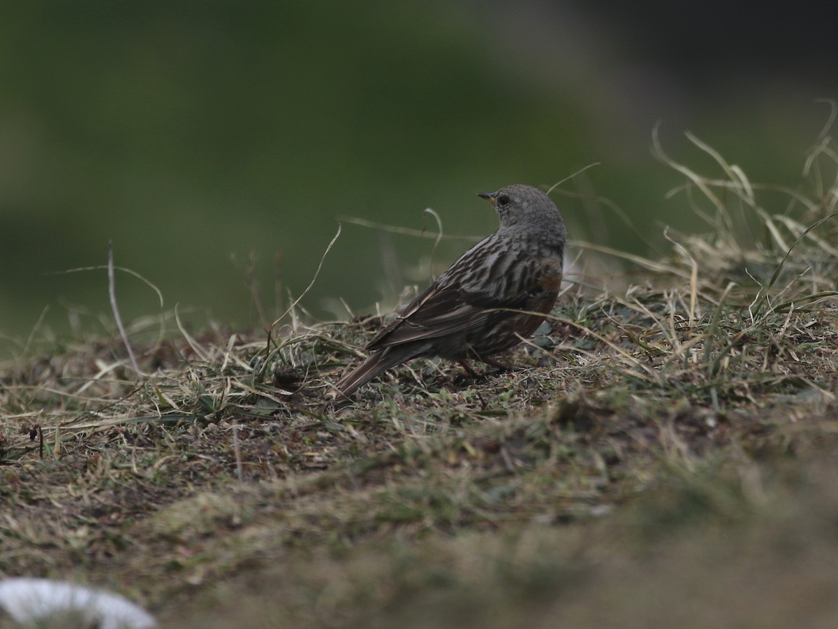 Alpine Accentor - ML620608138