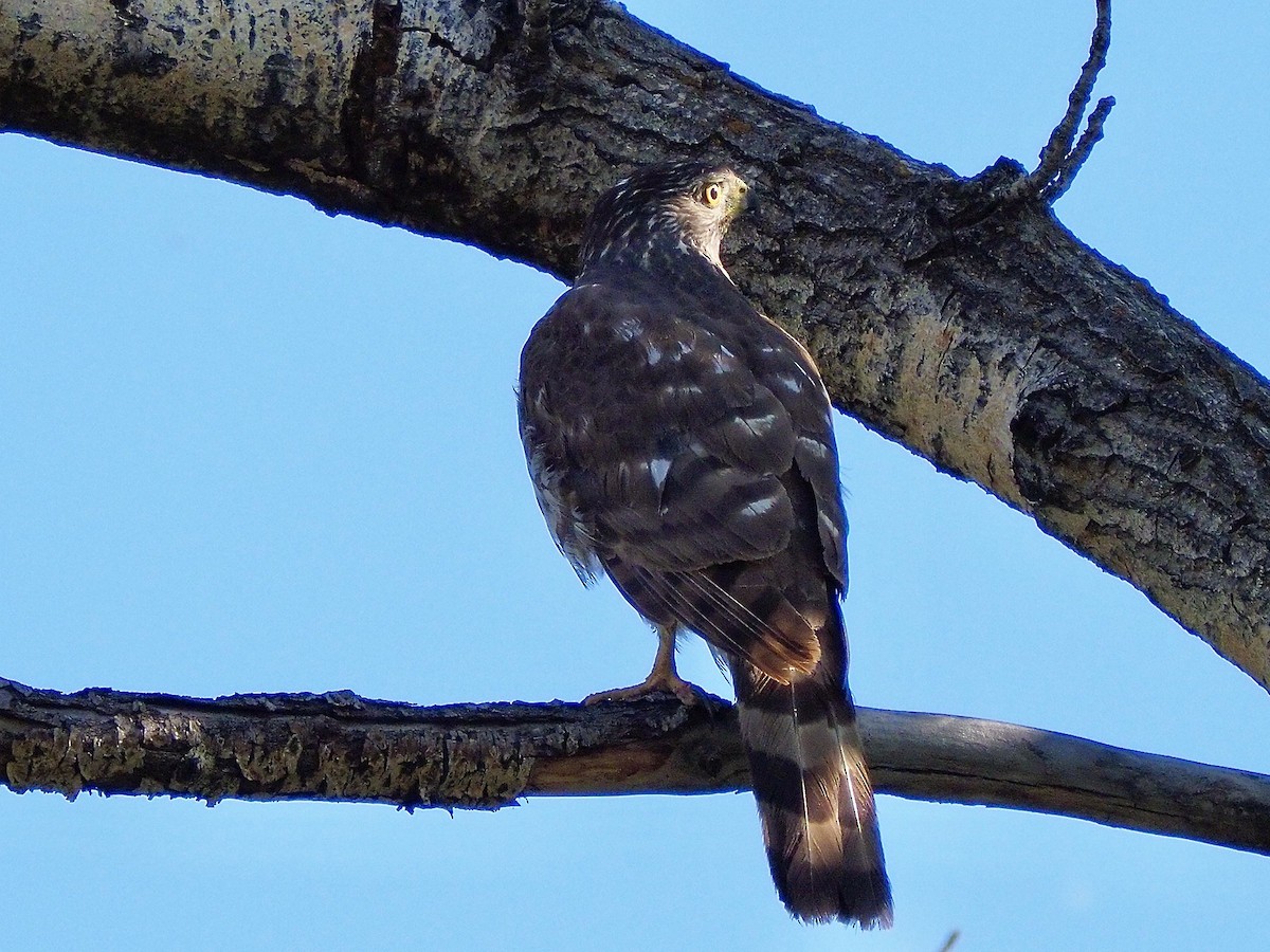 Cooper's Hawk - ML620608139