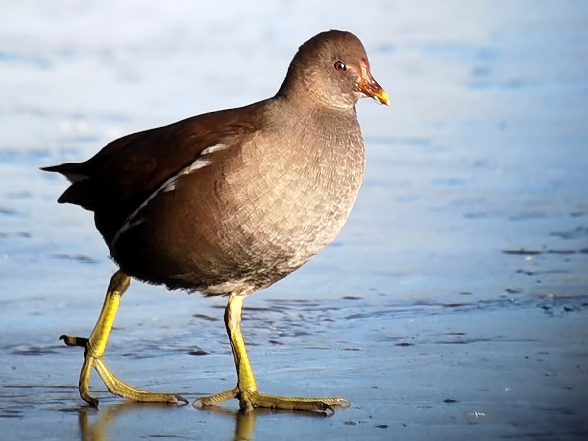 Eurasian Moorhen - ML620608140