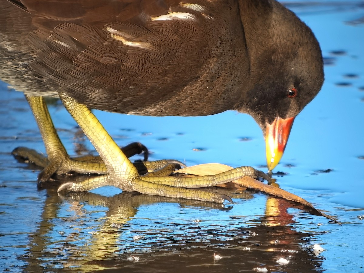 Eurasian Moorhen - ML620608147