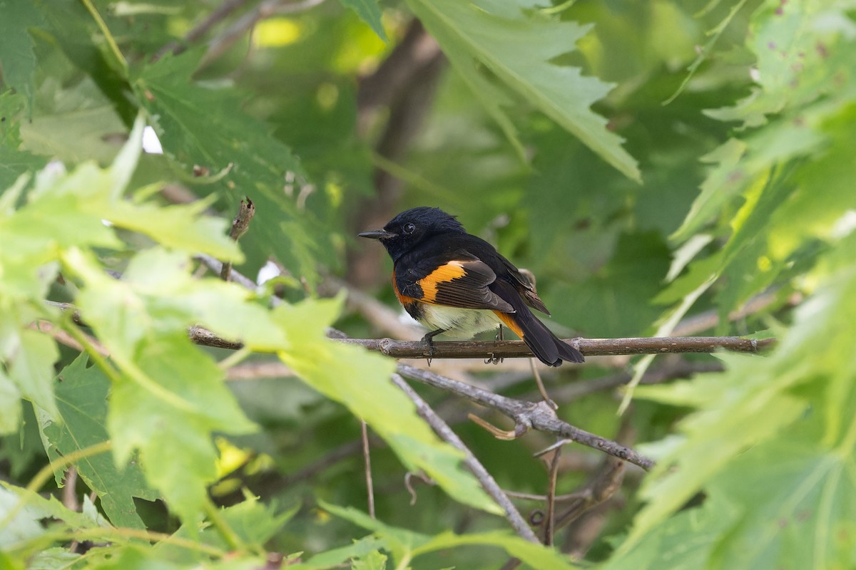 American Redstart - ML620608148