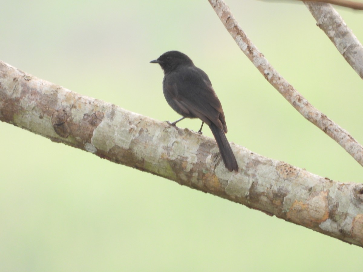 Northern Black-Flycatcher - ML620608150