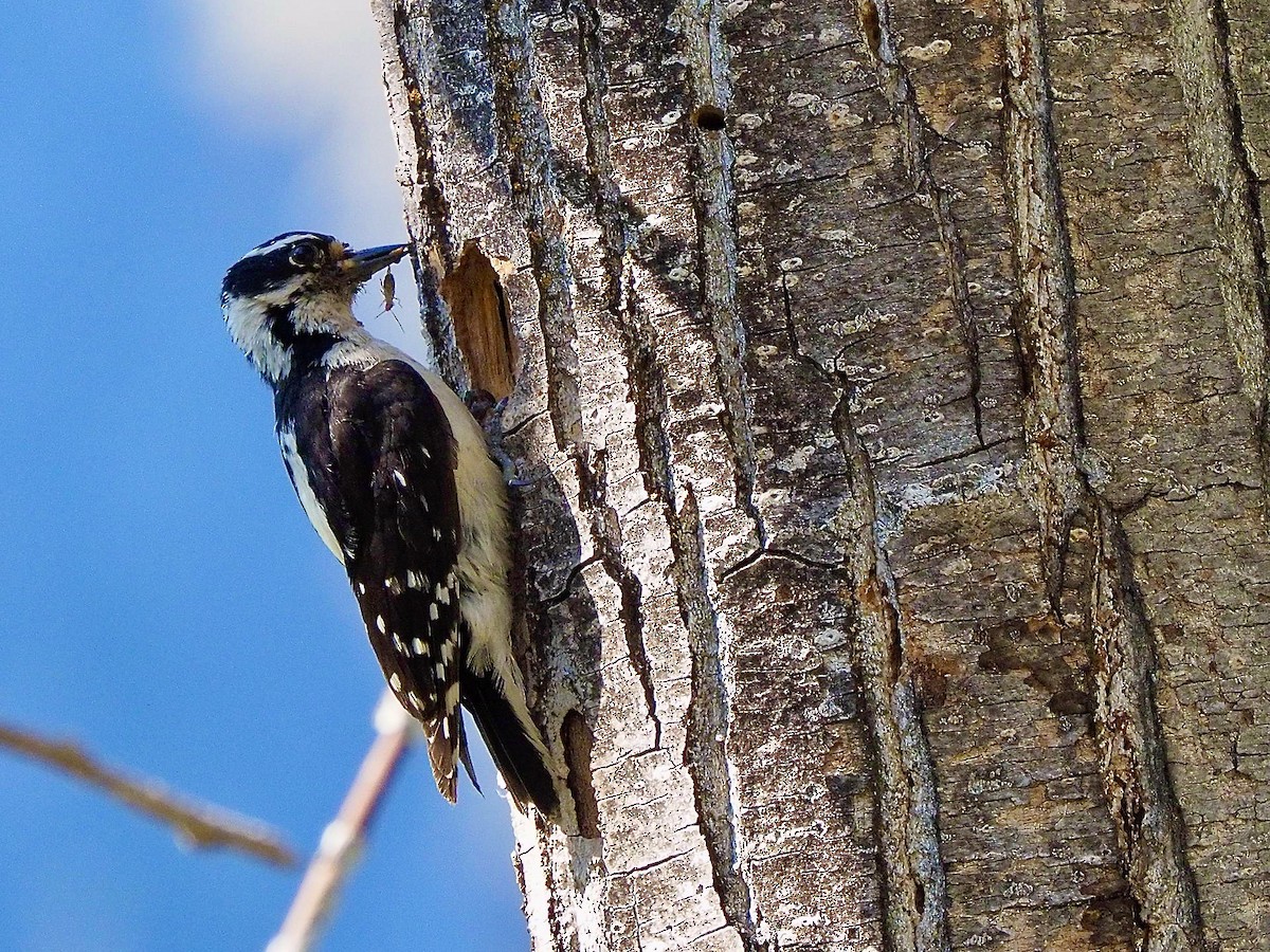 Downy Woodpecker - ML620608154