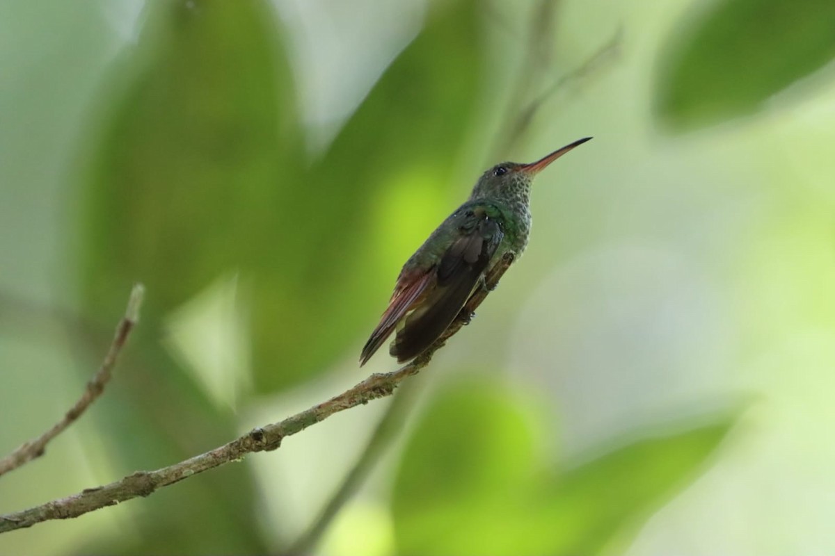 Rufous-tailed Hummingbird - ML620608156